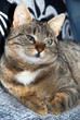 Half-blind cat portrait