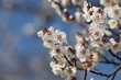 梅の花