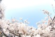 桜の木