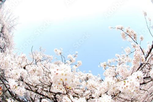사진:桜の木 桜の木