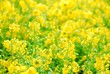 菜の花畑