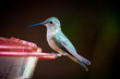 Photo : Tiny green hummingbird perched on plastic trough