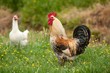 Hen and rooster in the garden