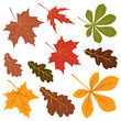 Herbstblätter