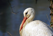 cigogne blanche