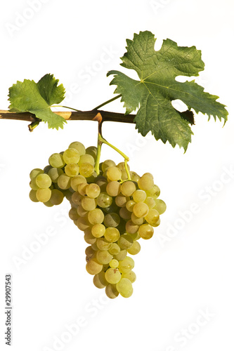 Foto: white grape cluster isolated on white white grape cluster isolated on white