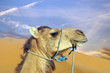 Camel in desert
