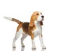 Beagle dog isolated on white background