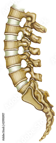 Photo: Vertebras lumbares Vertebras lumbares
