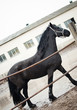 equestrian farm