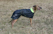 dressed dog - whippet dressed dog - whippet