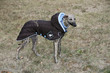 dressed dog - whippet dressed dog - whippet