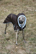 dressed dog - whippet dressed dog - whippet
