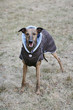 dressed dog - whippet dressed dog - whippet