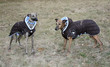 dressed dog - whippet dressed dog - whippet