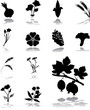 Set icons - 188. Leaves and flowers Set icons - 188. Leaves and flowers