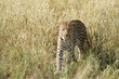 Wild leopard