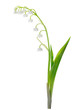 Lily of the Valley, isolated on white Lily of the Valley, isolated on white