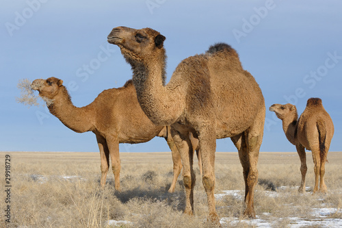 Photo: Dromader camels Dromader camels