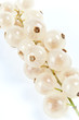 Bunch of Currant on a white background