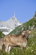 Kuh und Säntis