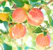 Ripe red apples Ripe red apples