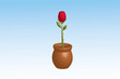 rosa
