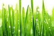 Grass