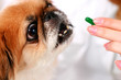 Photo en ligne au meilleur prix Dog and vet.