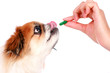 Photo en ligne au meilleur prix Dog and vet.