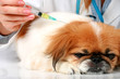 Dog healthcare.