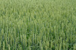 Photo: background image of green wheat field background image of green wheat field