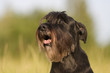 Mittelschnauzer