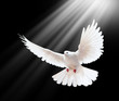 A Free Flying White Dove Isola...