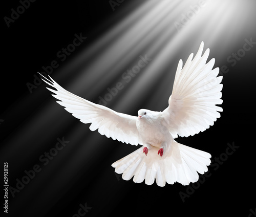 Foto: A free flying white dove isolated on a black A free flying white dove isolated on a black