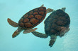 Two turtles