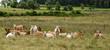 vaches et veaux