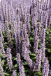 Blaunessel; Agastache rugosa, Blue Fortune