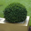 Buchsbaum; Buxus sempervirens