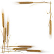 spikelets