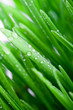 wet green grass