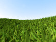 Gras Wiese blauer Himmel