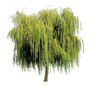 Saule pleureur