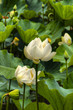 Lotus flower