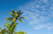 Foto: Palm Tree Palm Tree