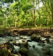 Side of river in forest