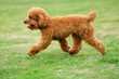 Little toy poodle dog running Little toy poodle dog running
