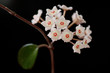 Hoya