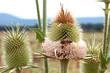 Bee on a flowering thorn