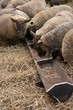 Feeding time